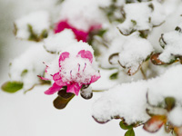 雪解けの花