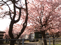 お花見